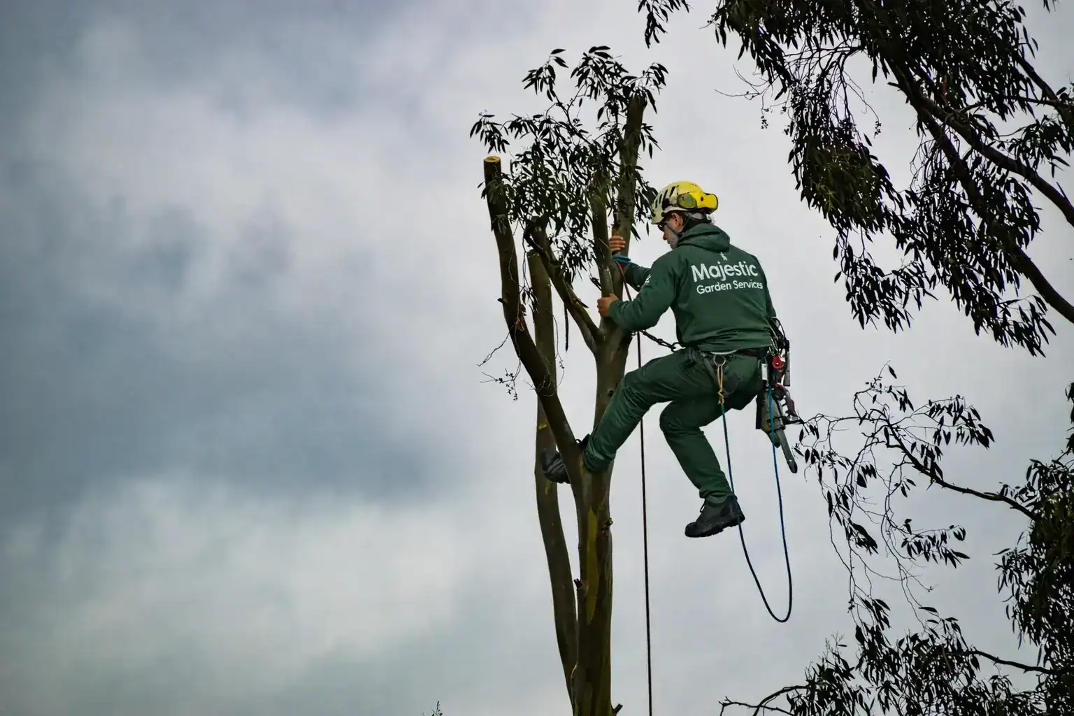 Arboriculture Tree Services