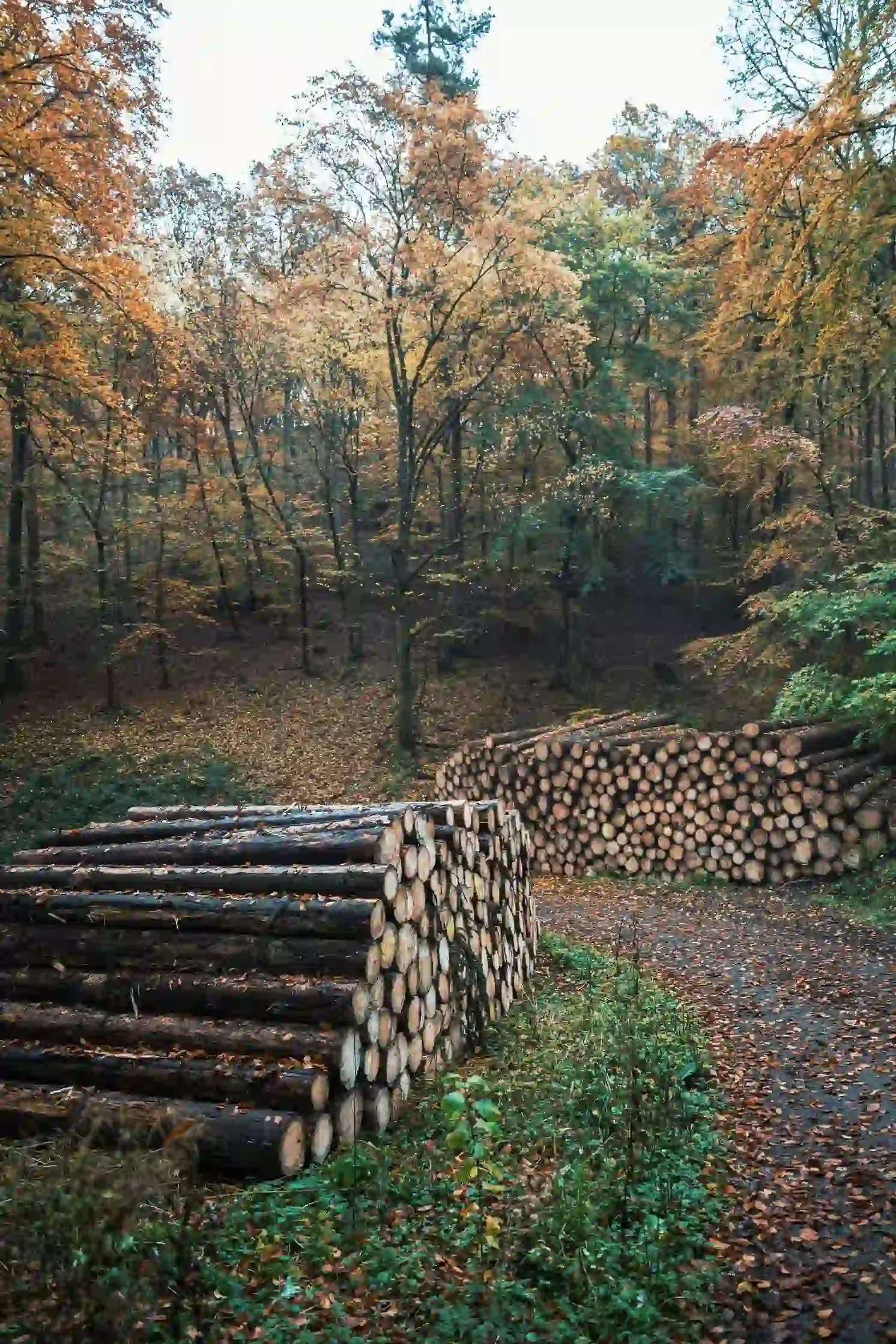 Commercial Arboriculture Job
