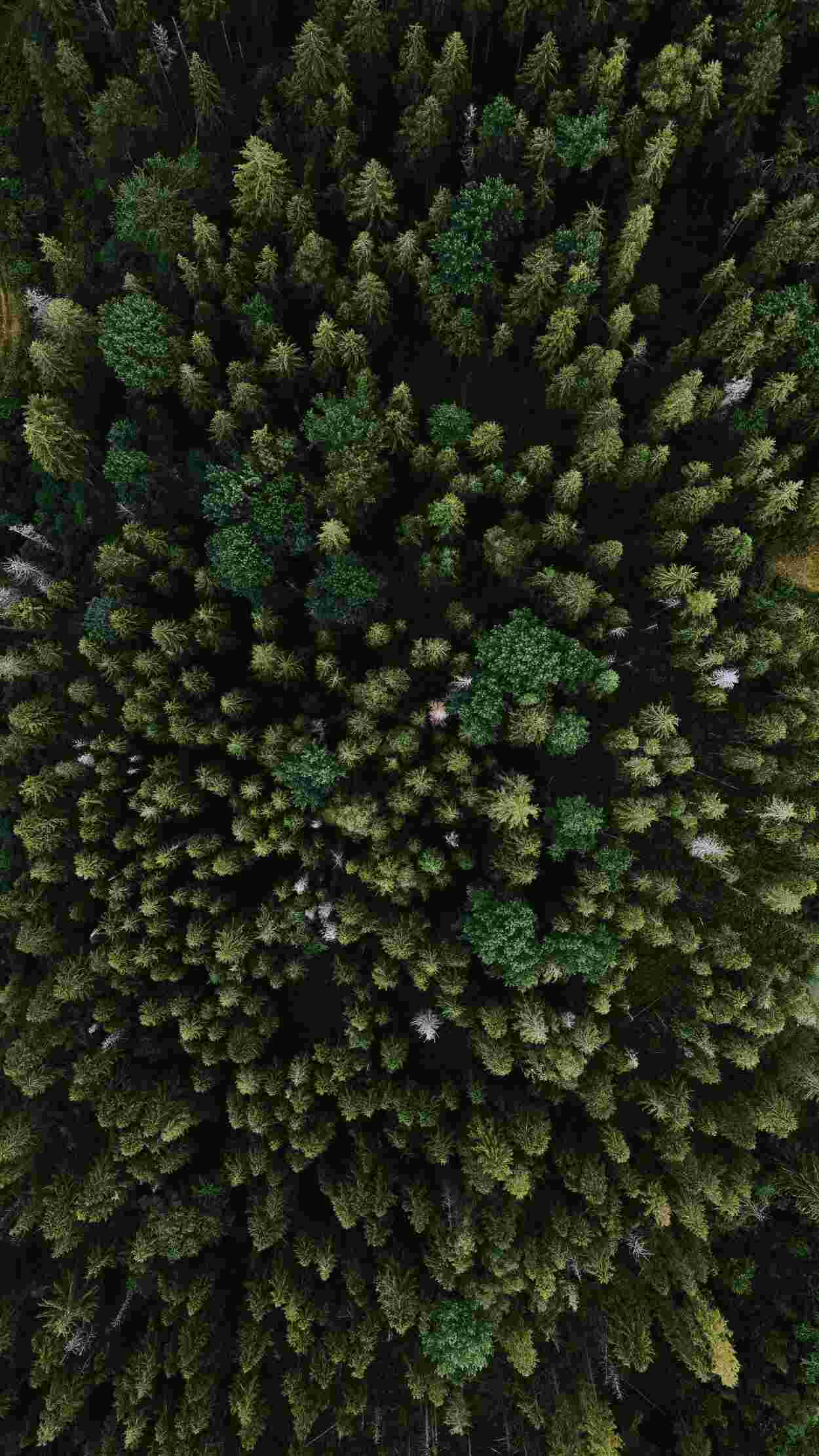Commercial Arboriculture showing trees from a birds-eye view