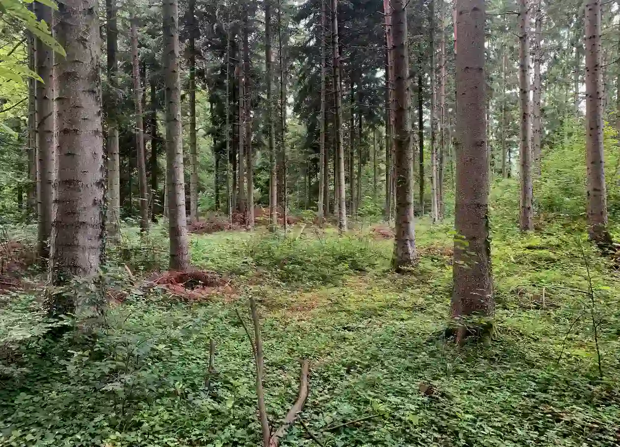 Countryside Arboriculture