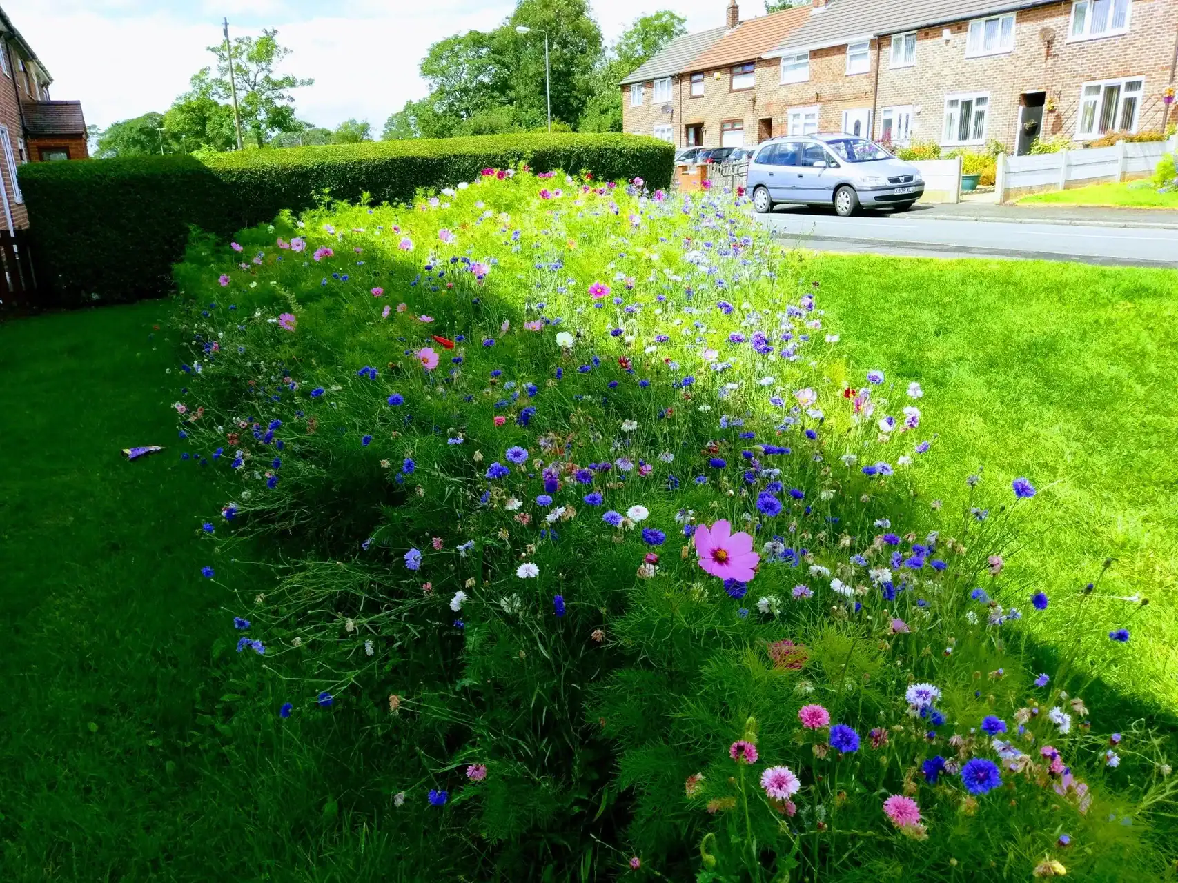 Flower Bed in a Garden