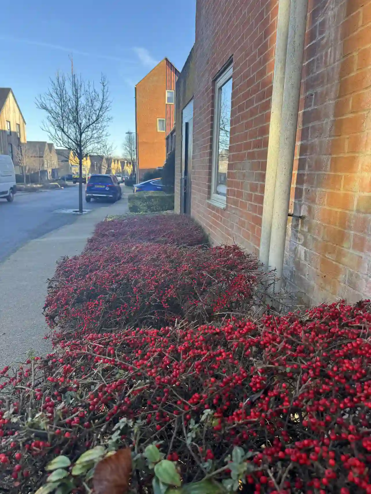 Grounds Maintenance Ecological Solutions Featuring a Berry Bush