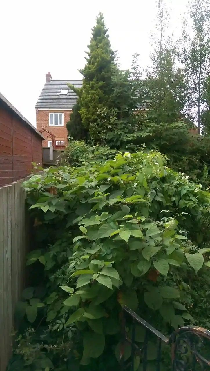 Invasive Plant Control Services