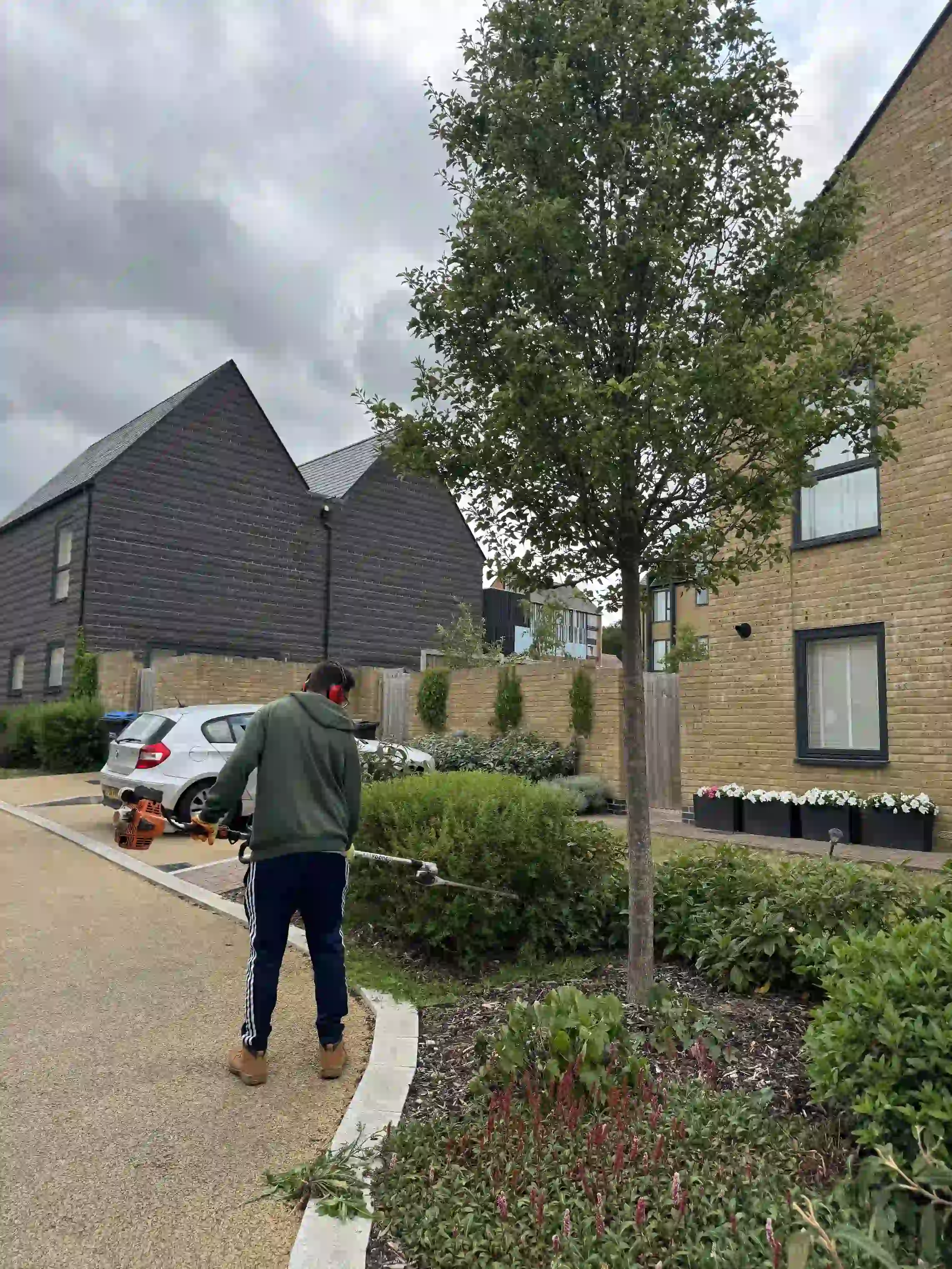 Professional Hedge Pruning