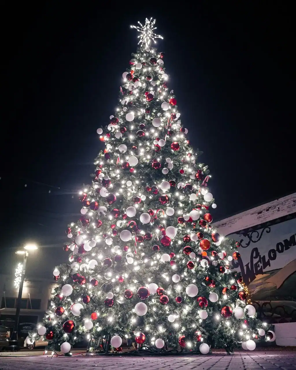 Commercial Christmas Tree Services