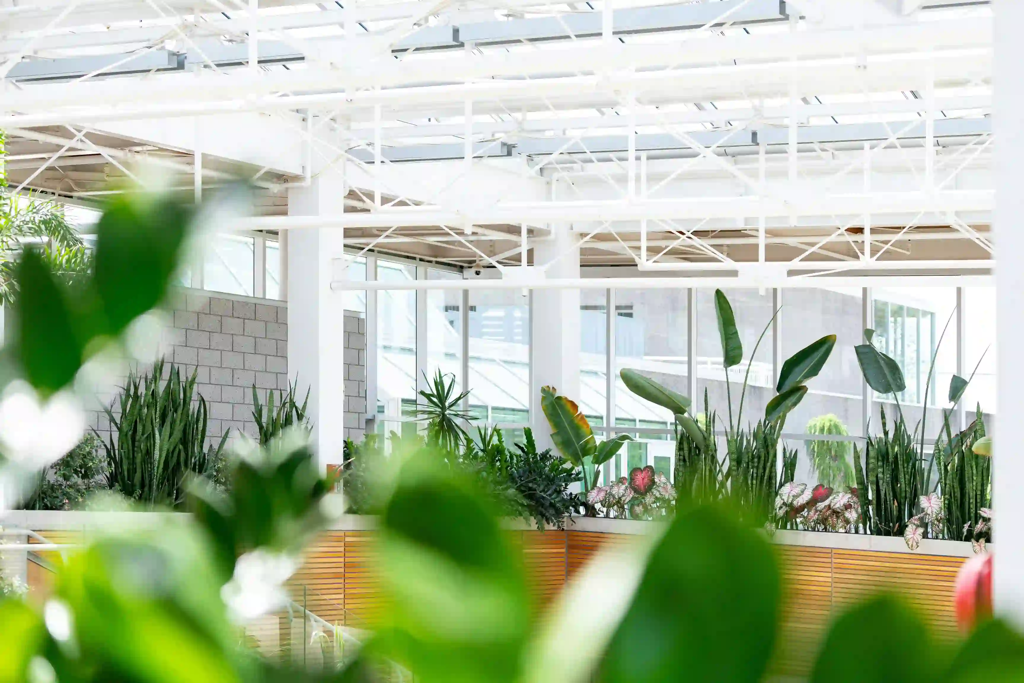 Commercial Interior Landscaping Services