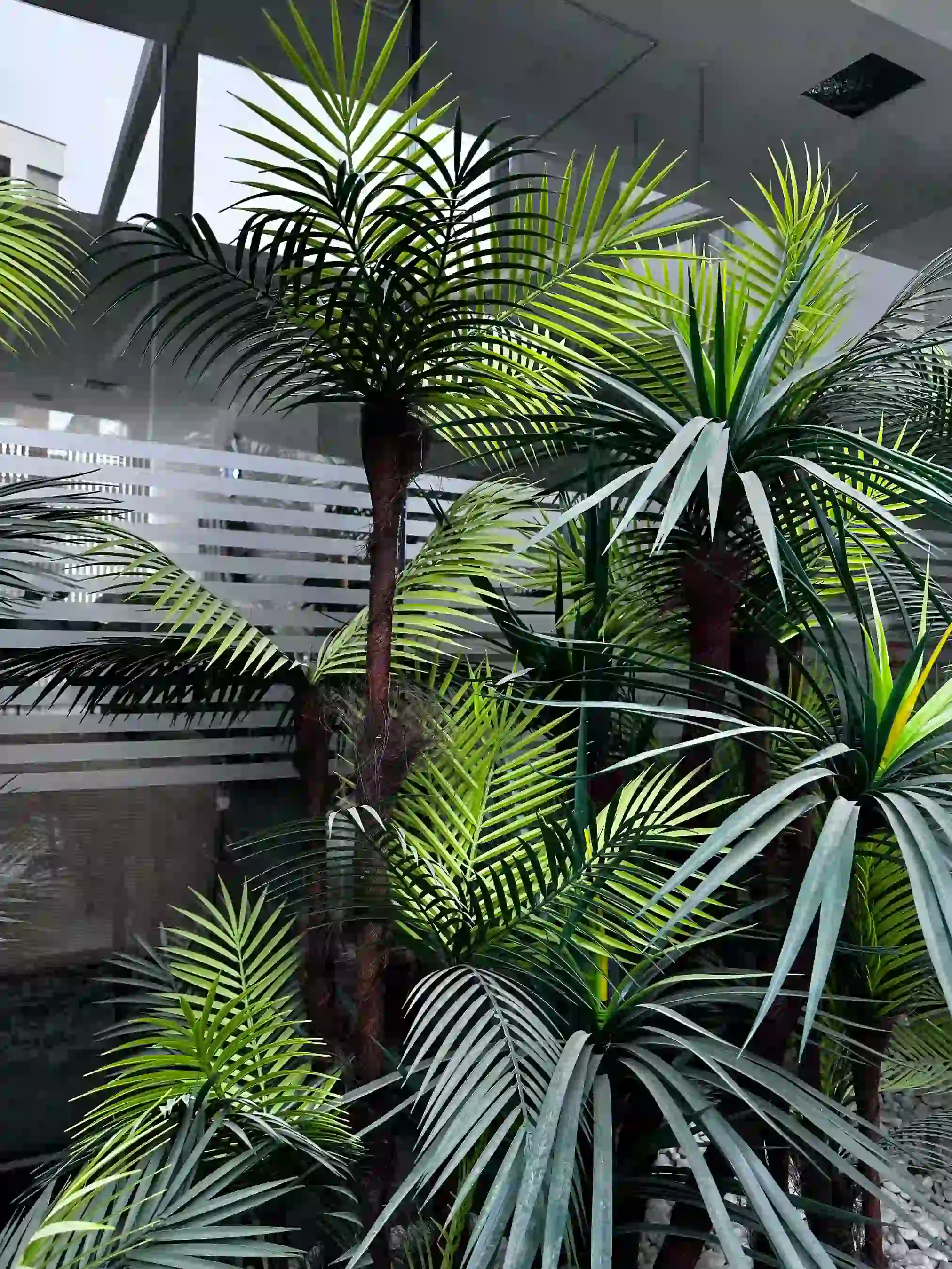 Indoor Plants
