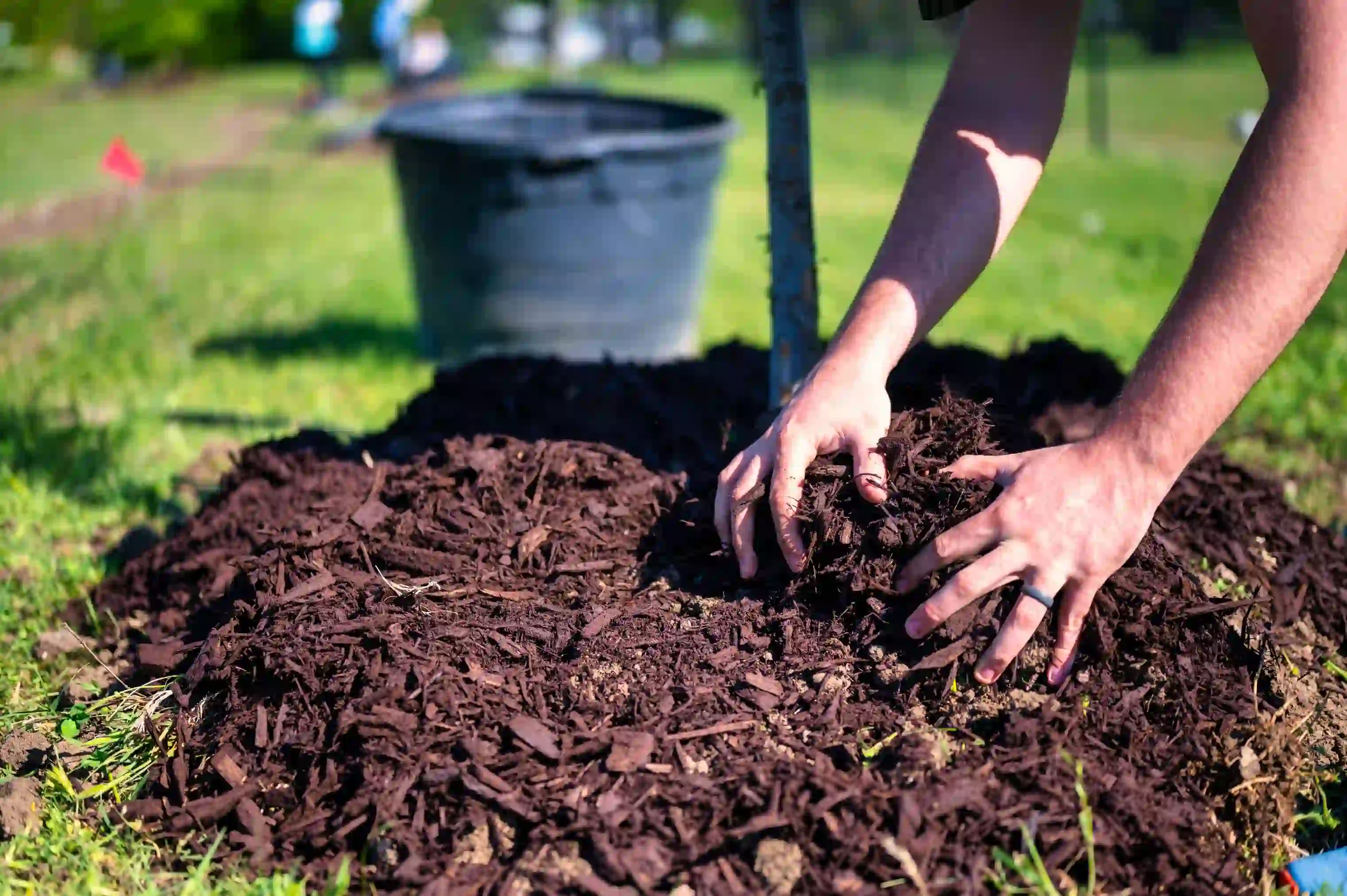 Mulching and Top Dressing